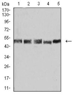 UFD1L Antibody (2A6F3) - BSA Free, Novus Biologicals 0.1 ml; Unconjugated:Antibodies,